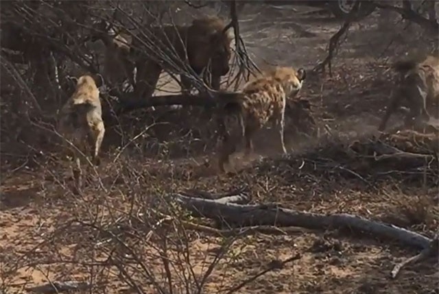 Clip: Sư tử đực bị bầy linh cẩu ăn hiếp khi “sa cơ lỡ vận”