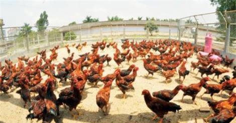 Cơ hội tốt cho Dabaco mở rộng thị trường