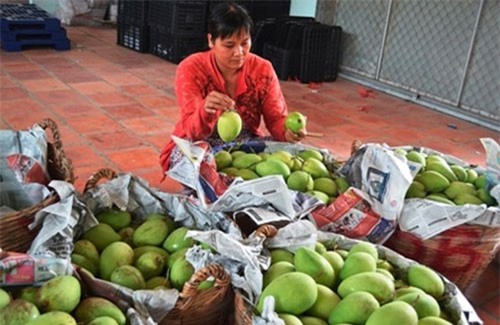 Lần đầu tiên xuất khẩu xoài cát Hòa Lộc sang Singapore
