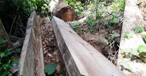 Bình Định: Phát hiện vụ triệt hạ 16 cây gỗ dổi lâu năm