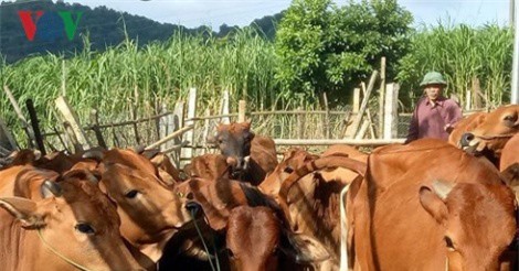 Cựu chiến binh thu tiền tỷ từ vườn đồi