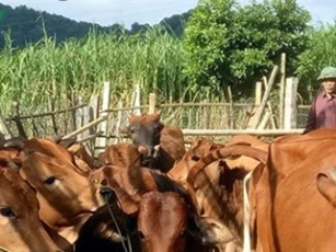 Cựu chiến binh thu tiền tỷ từ vườn đồi