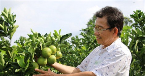 Đồng Tháp chủ động phá thế độc canh cây lúa