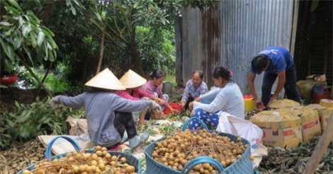 Đồng Tháp đẩy mạnh mô hình hội quán nông dân