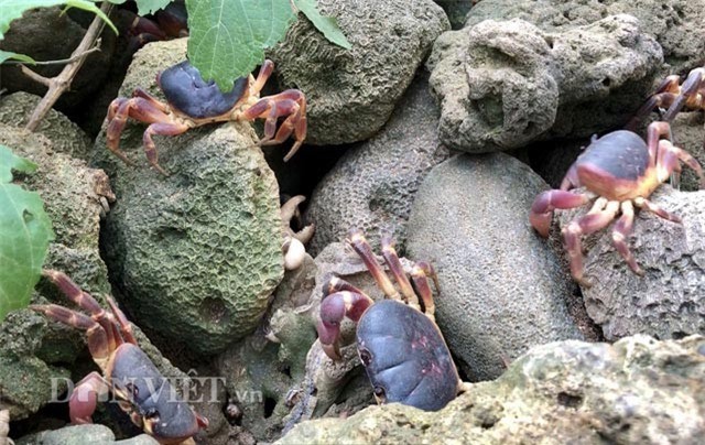 Loại cua đặc sản còn quý hiếm hơn nhiều cua "tiến vua"