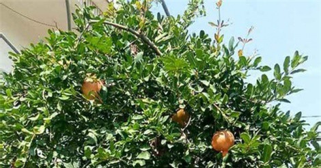 Lựu "hoàng đế" 600 năm tuổi: Ngã giá 10 tỷ đồng, đại gia Thượng Hải bị từ chối