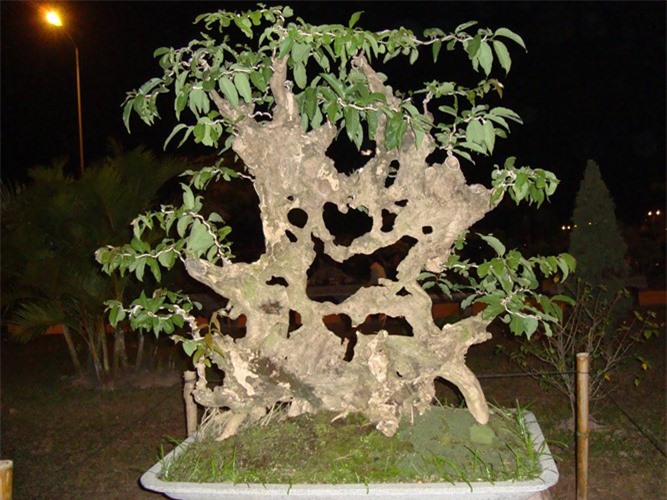 Mê tít những cây bằng lăng bonsai siêu đẹp
