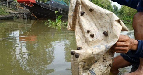 Tuyệt chiêu bắt ốc đắng kiếm tiền triệu mỗi ngày của lão nông miền Tây
