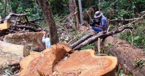 Bình Định: Cận cảnh hàng loạt cây gỗ dổi lâu năm bị đốn hạ không thương tiếc