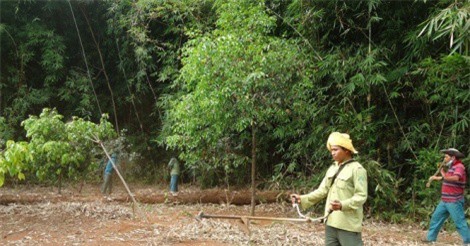 Chi trả dịch vụ môi trường rừng để bảo vệ rừng