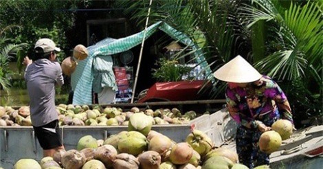 Giá dừa khô giảm mạnh