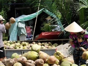 Giá dừa khô giảm mạnh