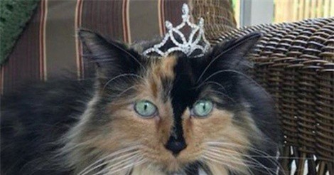 Thị trấn kỳ lạ bầu mèo, chó làm thị trưởng ở Mỹ