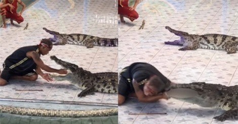 Clip: Khoảnh khắc kinh hoàng cá sấu suýt cắn đứt cánh tay người huấn luyện