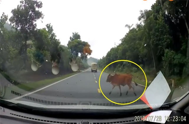 Clip: Tài xế chạy ẩu, ôtô tông cực mạnh vào… con bê 