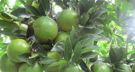 Đổi đời nhờ kỳ công trồng quýt đường trên đất phèn