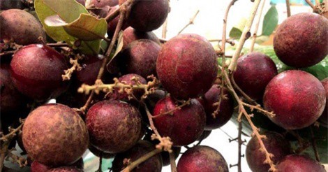Loại quả duy nhất của Việt Nam khiến Thái Lan lùng mua từng cây