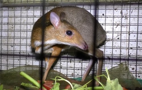 Nhiều thú rừng được giải cứu khỏi quán nhậu ở Đồng Nai