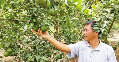 Phát triển cây trồng bền vững: Liên kết đẩy mạnh xây dựng cánh đồng lớn