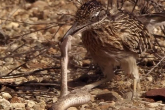 Clip: Gà lôi đuôi dài hạ gục rắn chuông sau cuộc chiến kịch tính