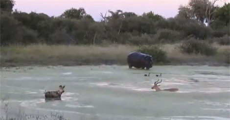 Clip: Linh dương Impala bị hà mã và chó hoang “trên đe dưới búa”