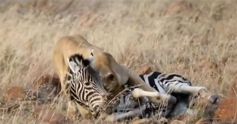 Clip: Sơ ý, ngựa vằn trả giá bằng cả tính mạng