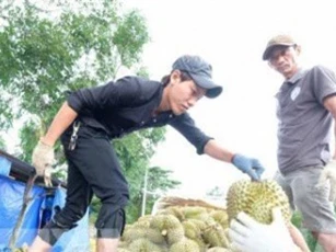 Đồng Nai khuyến cáo nông dân không ồ ạt trồng sầu riêng