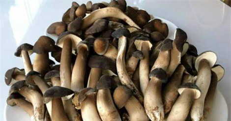 Nấm mối đắt khách ở Sài Gòn