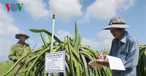 Nông dân hợp tác trồng thanh long sạch xuất khẩu với giá cao