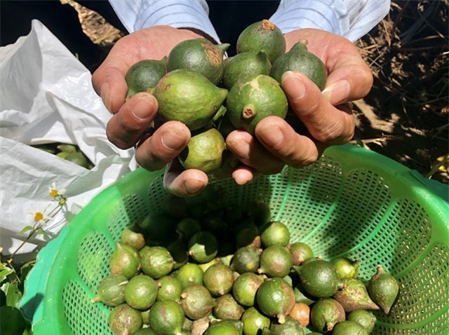 “Nữ hoàng triệu đô” ra quả, xoá hoài nghi mắc ca thành... mắc cạn