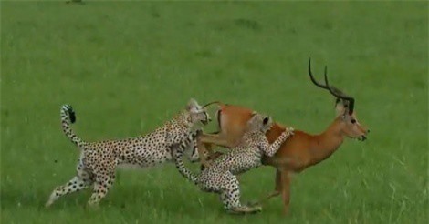 Clip: Báo săn mất ăn đáng tiếc vì quá khinh địch