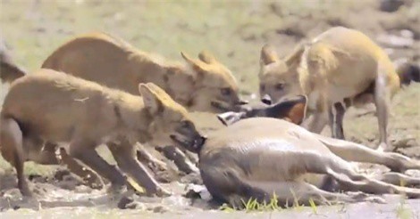 Clip: Nai tử chiến kinh hoàng với đàn chó hoang