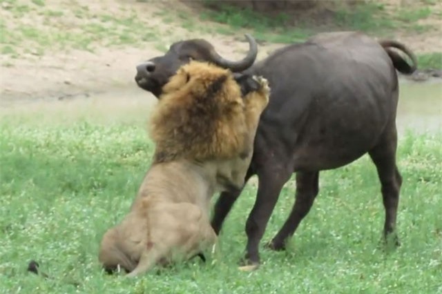 Clip: Những pha săn trâu rừng tuyệt đỉnh của sư tử