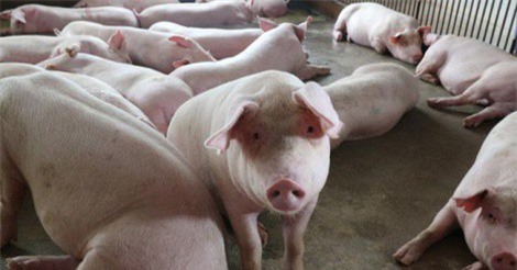 Xuất khẩu thịt lợn tươi sang Myanmar, bước ngoặt của chăn nuôi Việt Nam