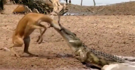 Clip: Linh dương Impala chết thảm vì sừng quá dài