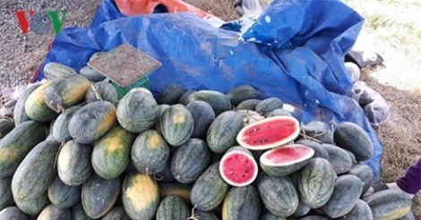 Đà Nẵng: Gần 600 tấn dưa hấu hư hỏng do ngập úng