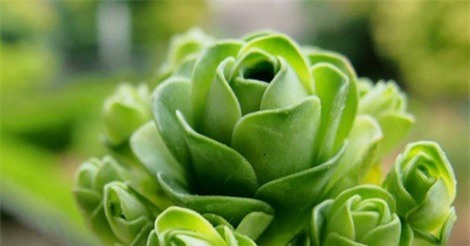 Độc lạ sen đá hoa hồng xanh - "thú chơi" mới của người Việt