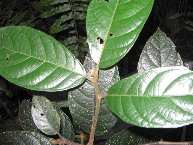 Loài cây độc giết người trong 7 bước đi của Việt Nam