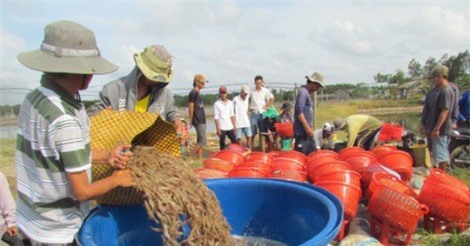 Việt Nam chiếm thị phần tôm lớn nhất ở Hàn Quốc