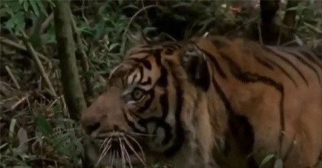 Clip: Hổ đoạt mạng khỉ đuôi dài trong chớp mắt