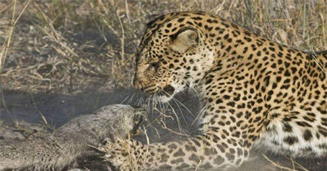 Clip: Lửng mật ác chiến giành sự sống trước báo hoa mai