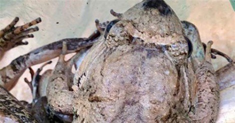 Đặc sản ếch núi “ngàn năm tráng kiện”, có tiền cũng không dễ mua