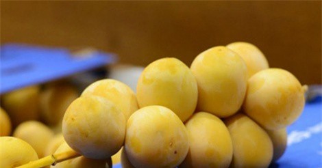 Giật mình với giá chà là tươi nguyên cành tại Việt Nam