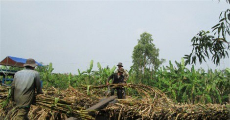 Ngành mía đường Hậu Giang kêu cứu vì nhập lậu tràn lan