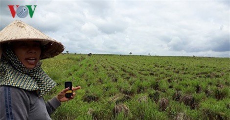 Người dân Ea Súp, Đăk Lăk làm giàu mùa giáp hạt nhờ cây sả