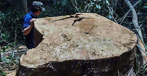 Thêm 3 tập thể, 4 quân nhân bị kỷ luật vì để lâm tặc phá rừng ở Gia Lai