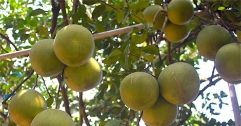 Bưởi Thanh Trà Huế khẳng định chỗ đứng trên thị trường