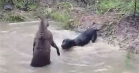 Clip: Chó săn suýt chết đuối vì bị kangaroo dìm xuống nước