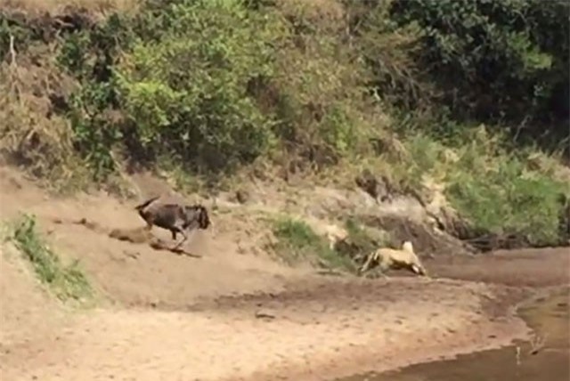 Clip: Sư tử bị linh dương đầu bò đuổi chạy thục mạng