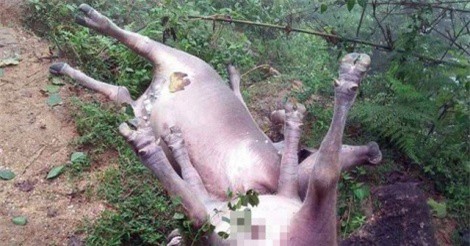 Hà Giang: Sét đánh chết 8 con trâu của người dân